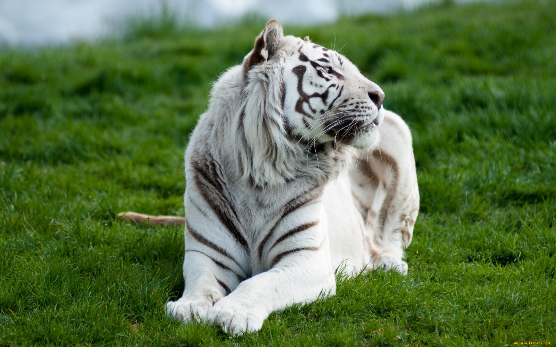 Амурский тигр альбинос